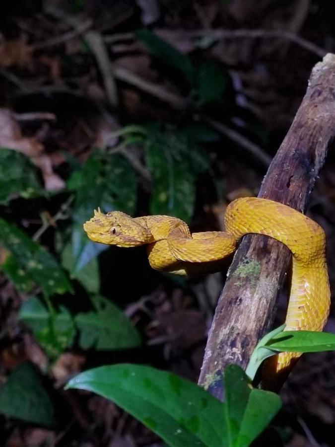 Tortuguero Villas ภายนอก รูปภาพ
