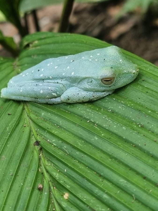 Tortuguero Villas ภายนอก รูปภาพ