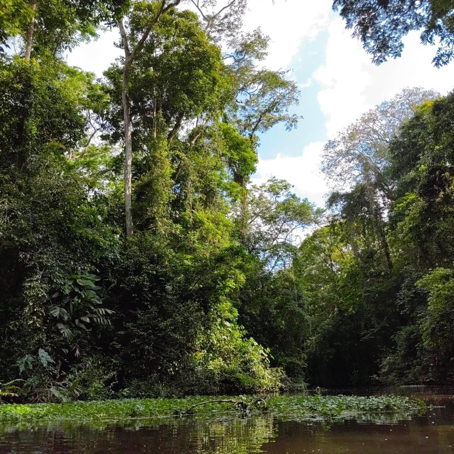 Tortuguero Villas ภายนอก รูปภาพ